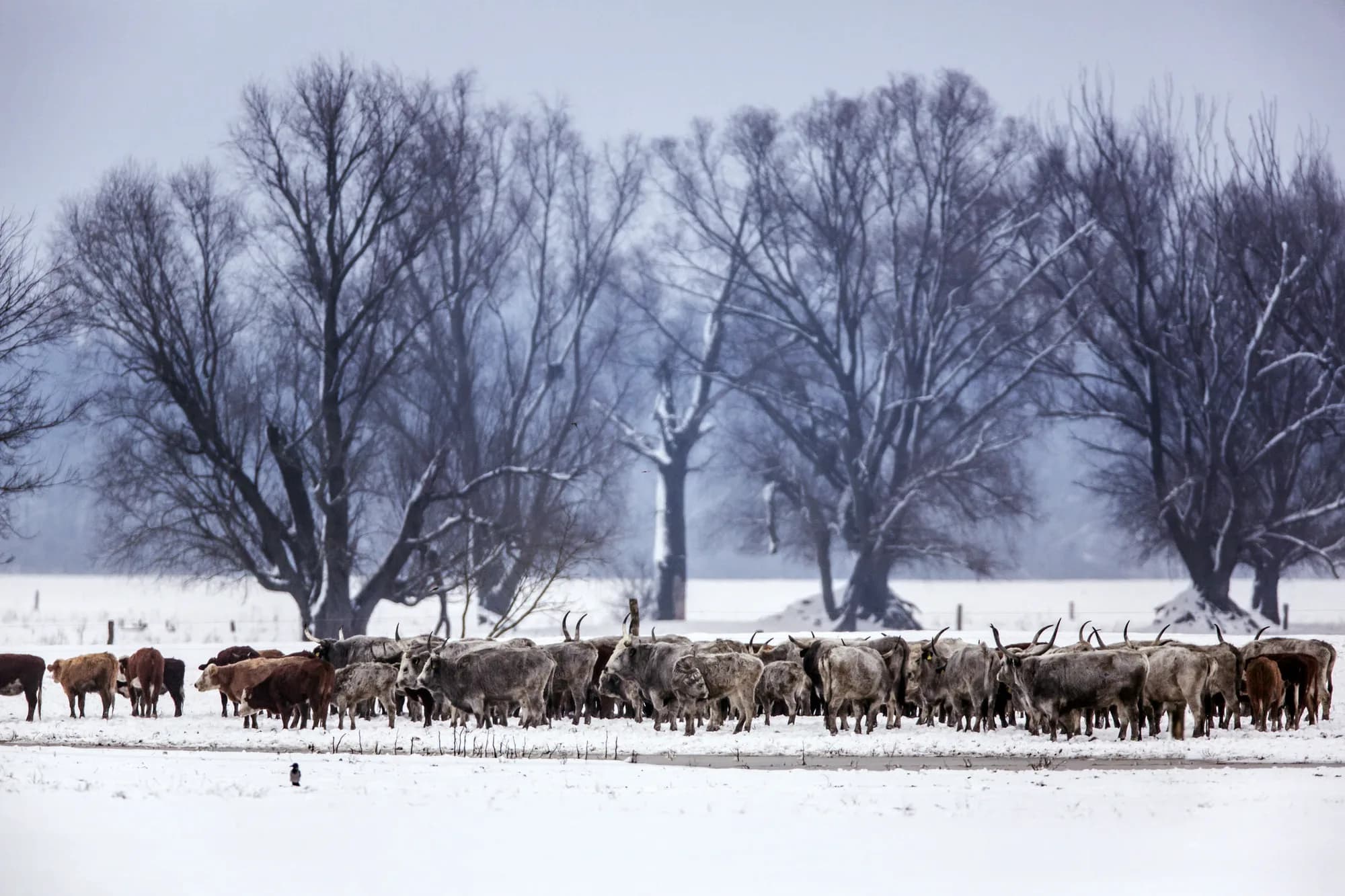 Podolci na slobodnoj ispaši — Foto: Mario Romulić