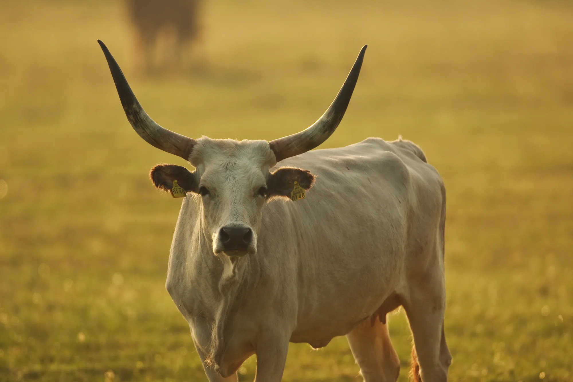 Foto: Mario Romulić