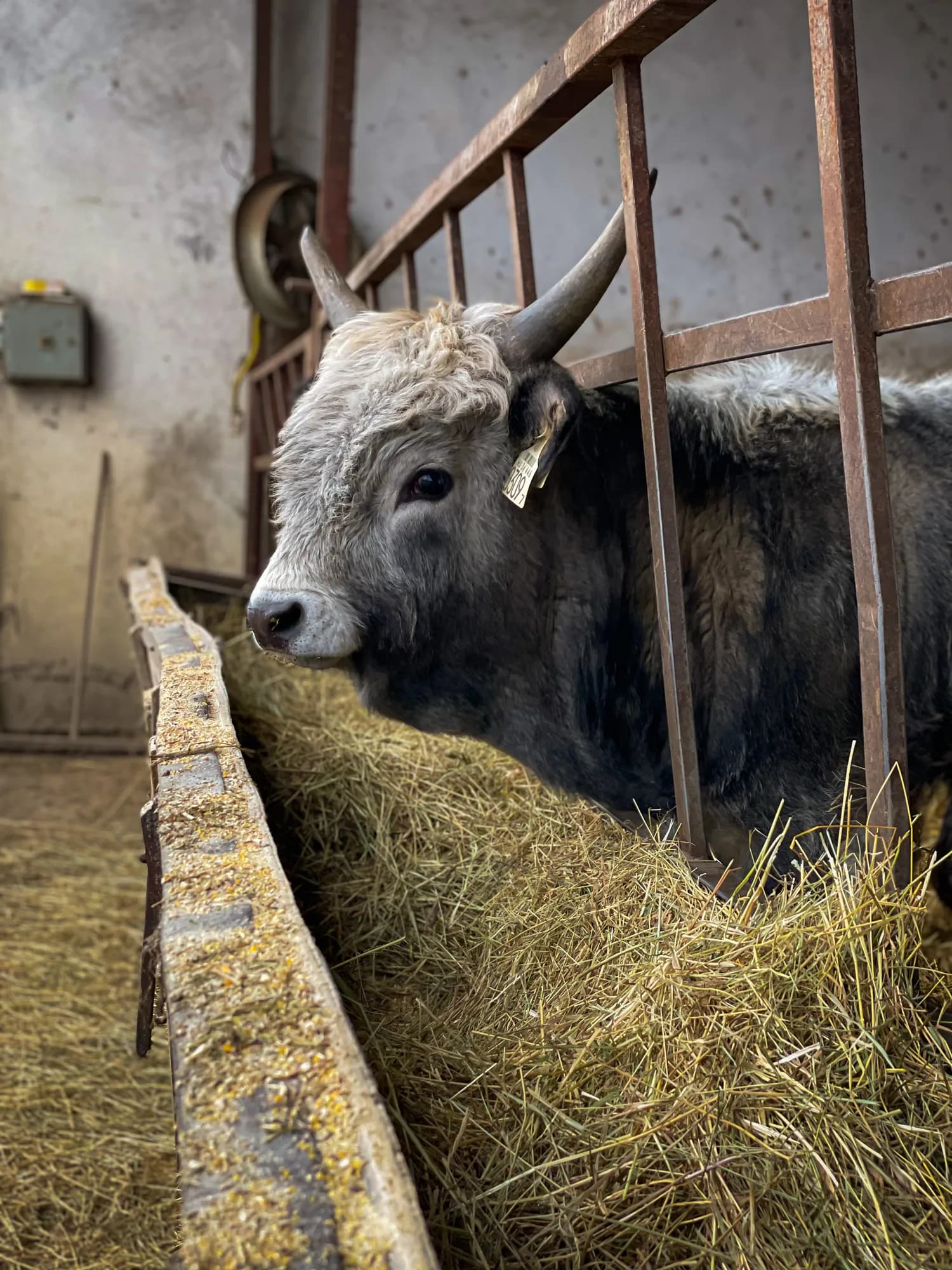 Mladi podolac—Foto: Mihael Tomić